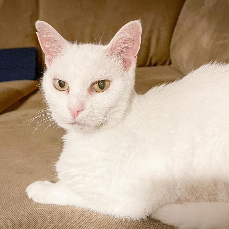 Image of a white cat with gold eyes